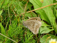 Pampasatyrus yacantoensis