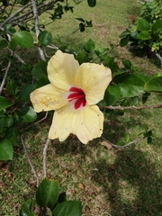 Hibiscus