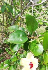 Hibiscus