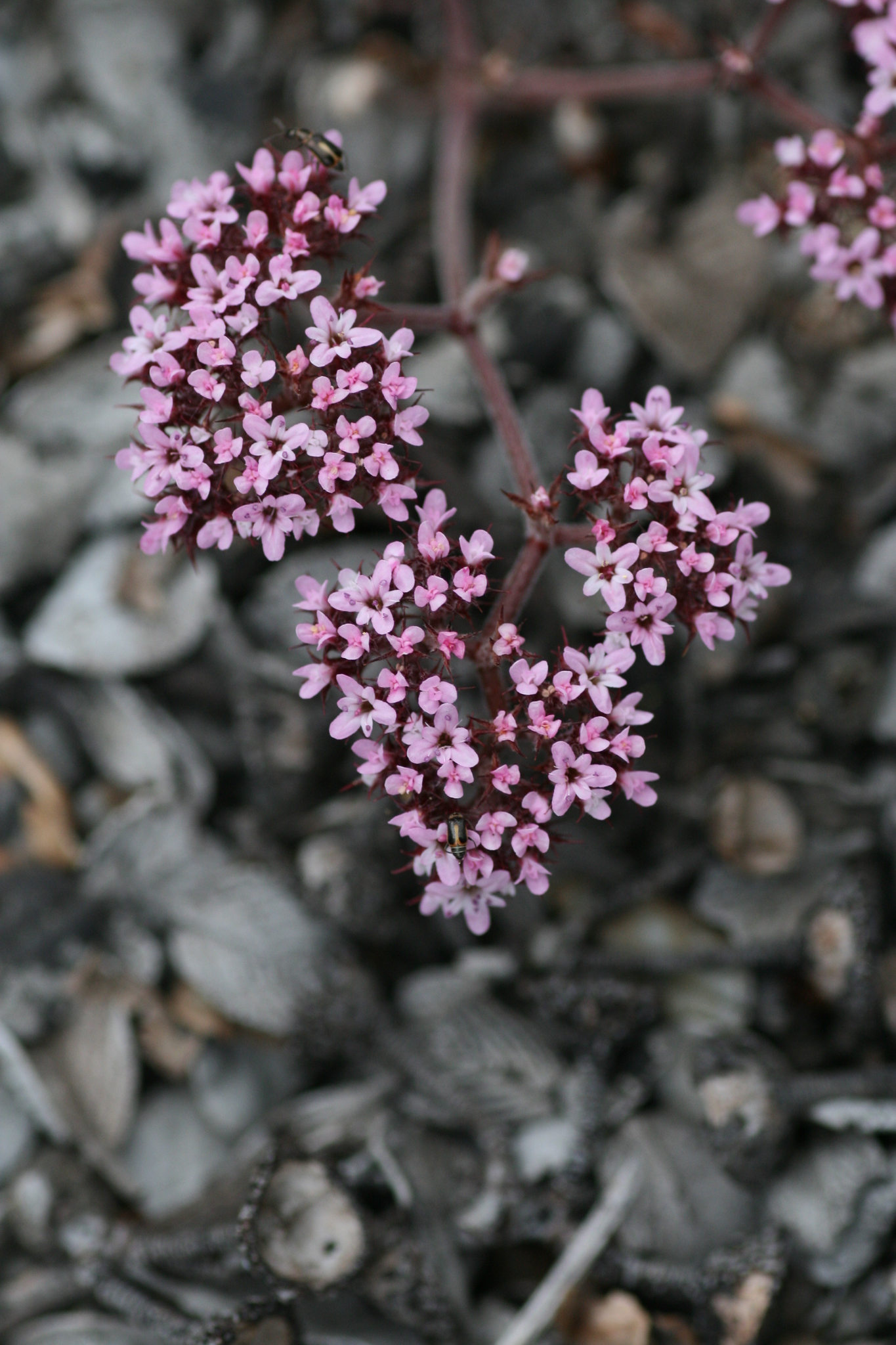Chorizanthe staticoides