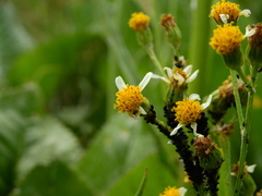 Senecio fistulosus