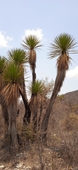 Yucca periculosa