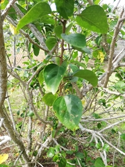 Hibiscus