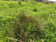 Juncus hesperius