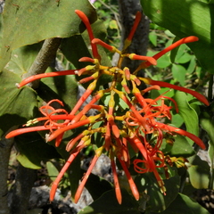 Psittacanthus cordatus