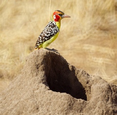 Trachyphonus erythrocephalus