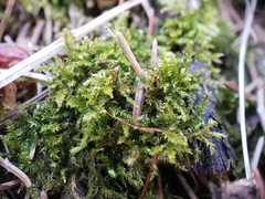 Eurhynchiastrum pulchellum