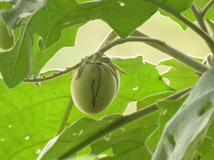Solanum crinitum