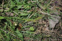 Carex retroflexa