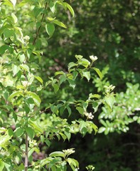 Rhamnus prinoides