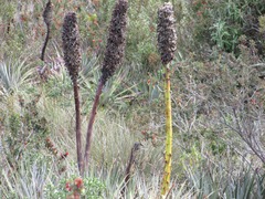 Puya glomerifera