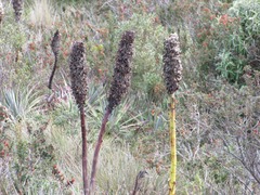 Puya glomerifera