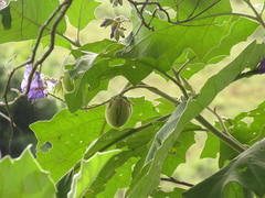 Solanum crinitum