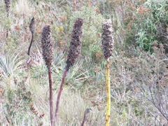Puya glomerifera