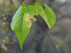 Philibertia gilliesii