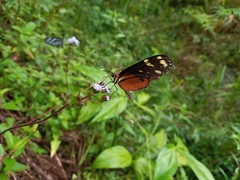 Mechanitis polymnia isthmia