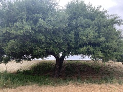 Styphnolobium