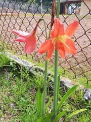 Hippeastrum