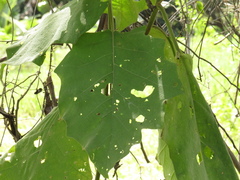 Solanum crinitum