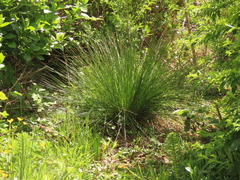 Juncus hesperius
