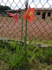 Hippeastrum