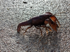 Procambarus steigmani