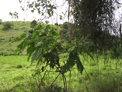 Solanum crinitum