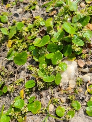 Hydrocotyle prolifera