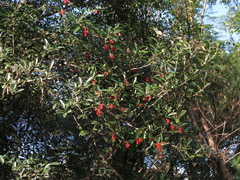 Citharexylum montevidense