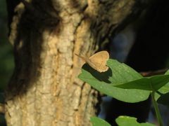 Paryphthimoides poltys