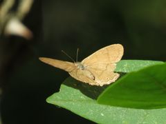 Paryphthimoides poltys