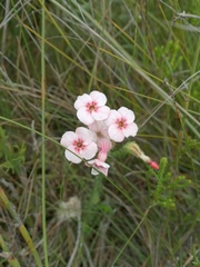 Erica ampullacea