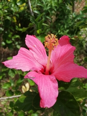 Hibiscus