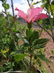 Hibiscus