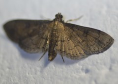 Nacoleia charesalis