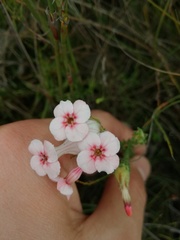 Erica ampullacea