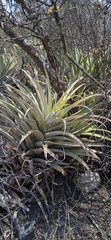 Tillandsia roseoscapa