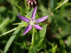 Campanula floridana