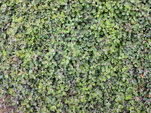 Chenopodium allanii