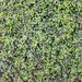 Chenopodium allanii - Photo (c) John Barkla, alguns direitos reservados (CC BY), uploaded by John Barkla