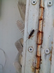 Nacerdes carniolica