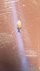 Entomobrya atrocincta