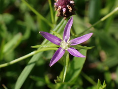 Campanula floridana
