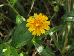 Sphagneticola brachycarpa