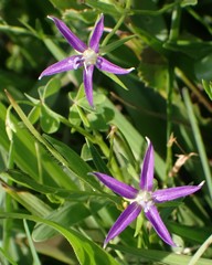 Campanula floridana