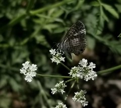 Leptotes marina