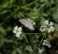 Leptotes marina
