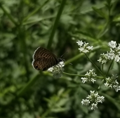 Leptotes marina