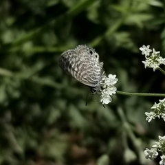 Leptotes marina