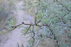 Prosopis elata